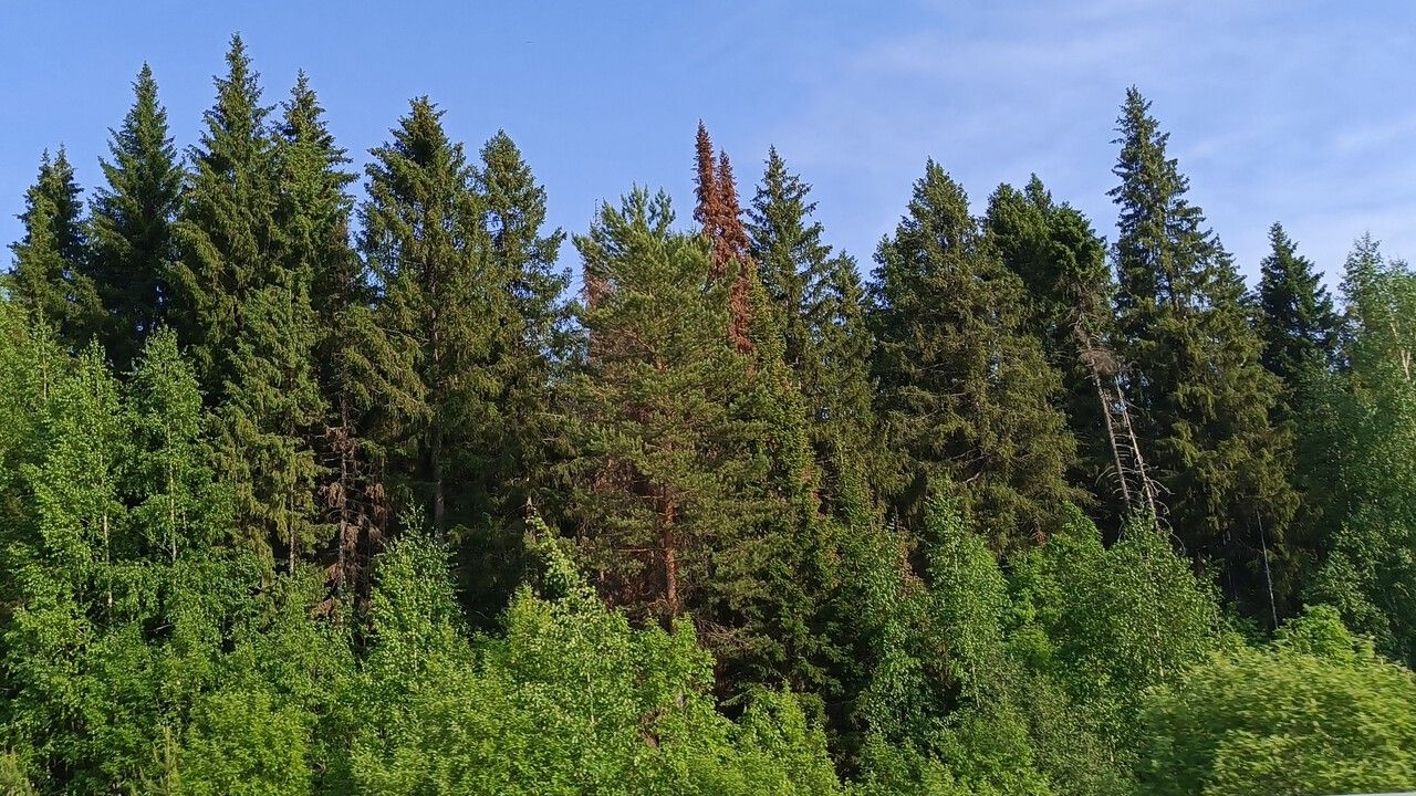 Уссурийский полиграф захватывает Прикамье: введены крупные карантинные зоны