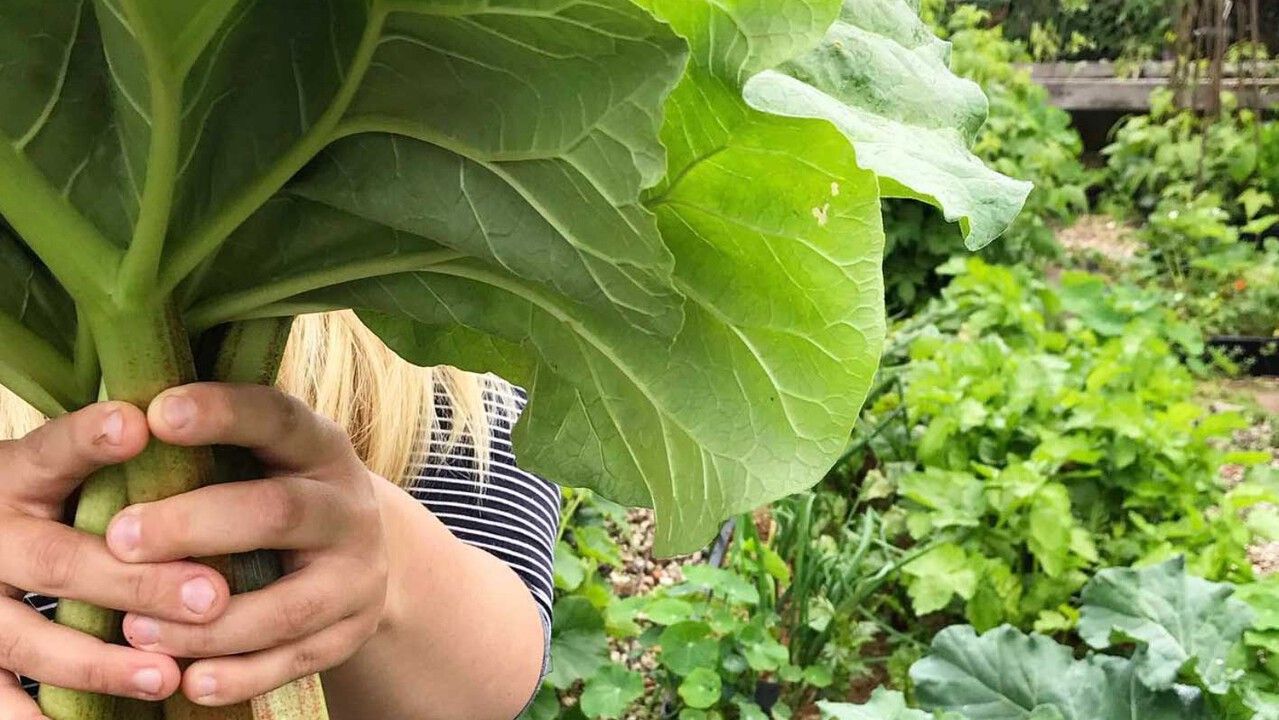 Знакомьтесь, ревень: как рассадить овощ, давно заменяющий нам фрукты