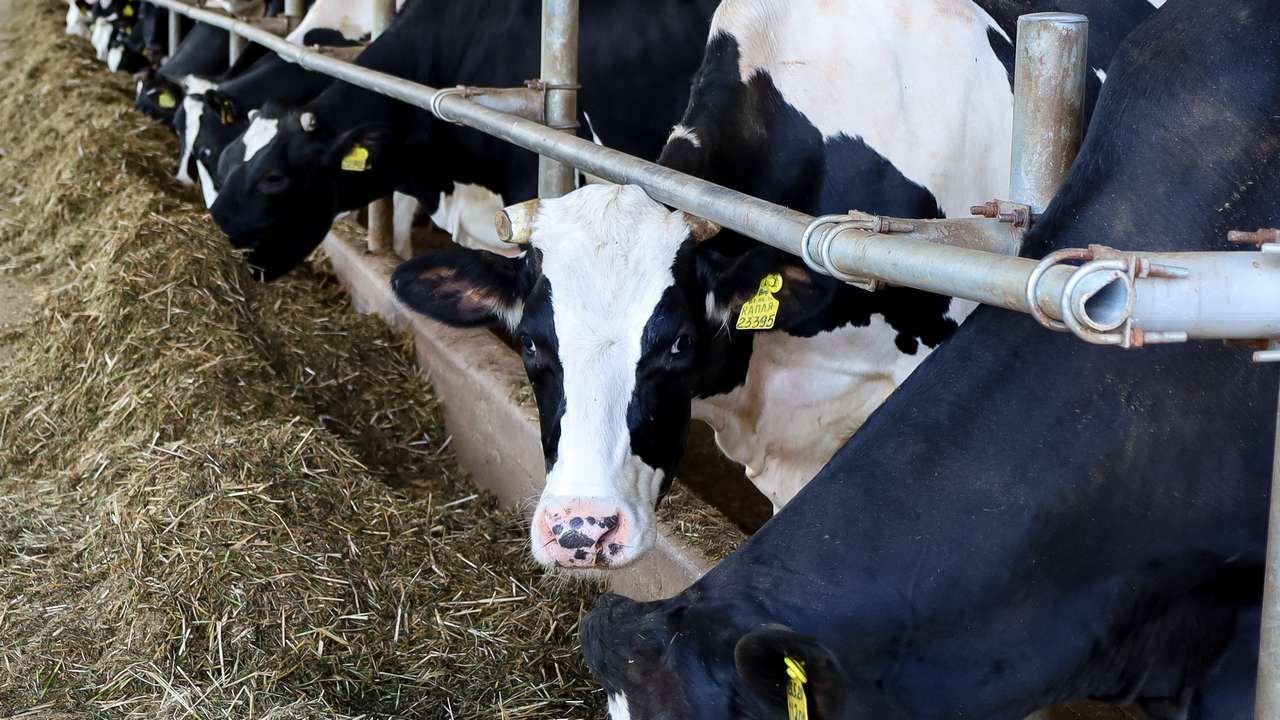 ​Пять пермских агропредприятий задолжали «Россельхозбанку» более 214 млн рублей