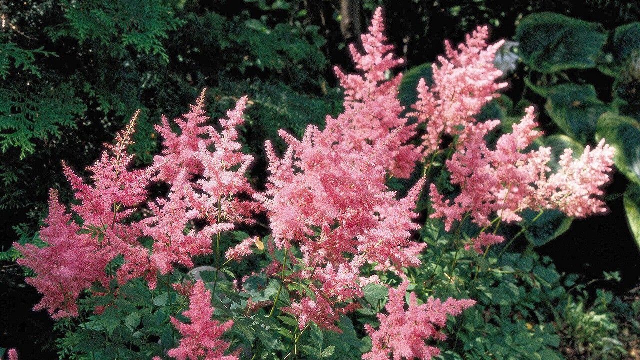 Вырастет даже в болоте. Чем привлекает садоводов астильба