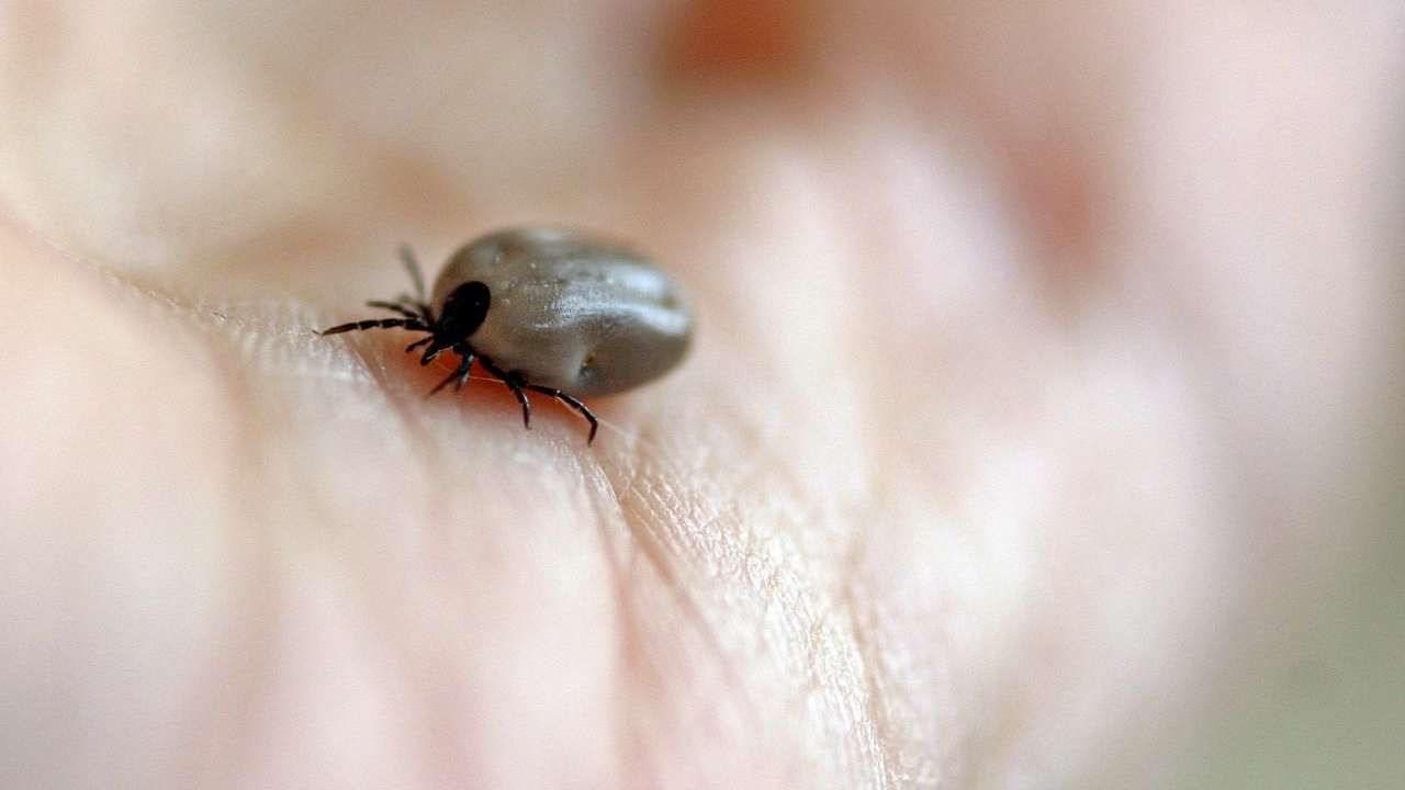 ​В Пермском крае зафиксирован первый в году случай укуса клеща