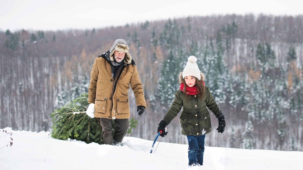 ​Рассказываем, как продлить жизнь новогоднему дереву​