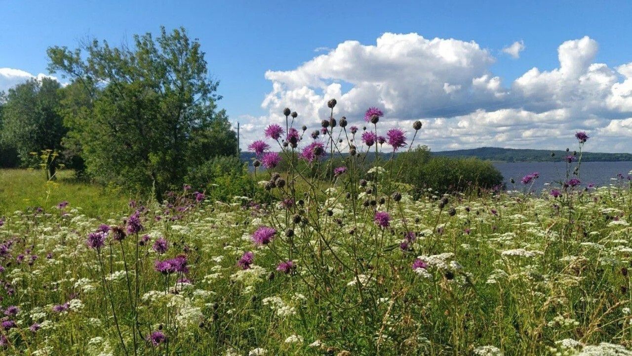 ​В Пермском крае выставят на торги семь сельхозучастков, изъятых за нецелевое использование