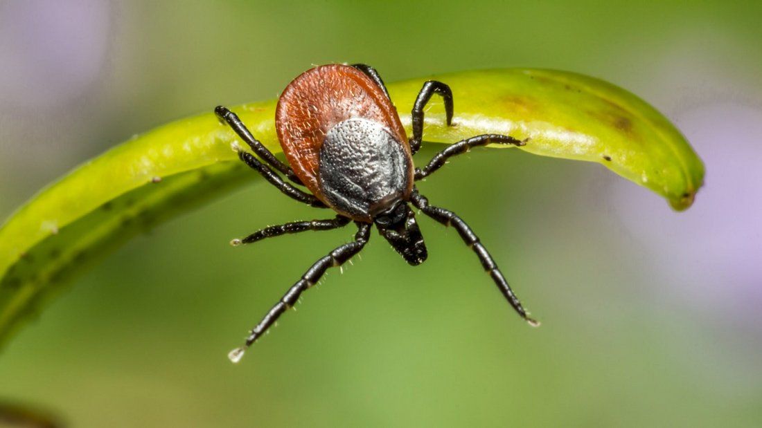 Пермскую эспланаду пообещали обработать от клещей 