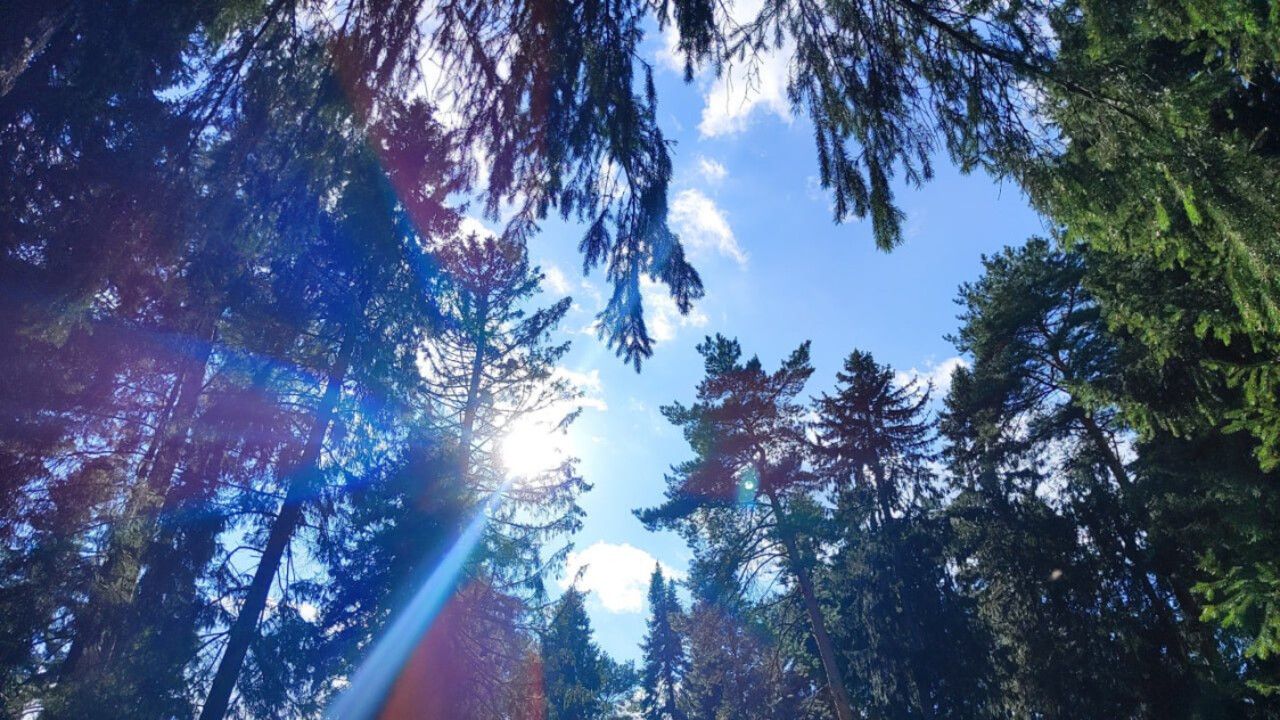 В 2025 году в Прикамье восстановили рекордную площадь лесов