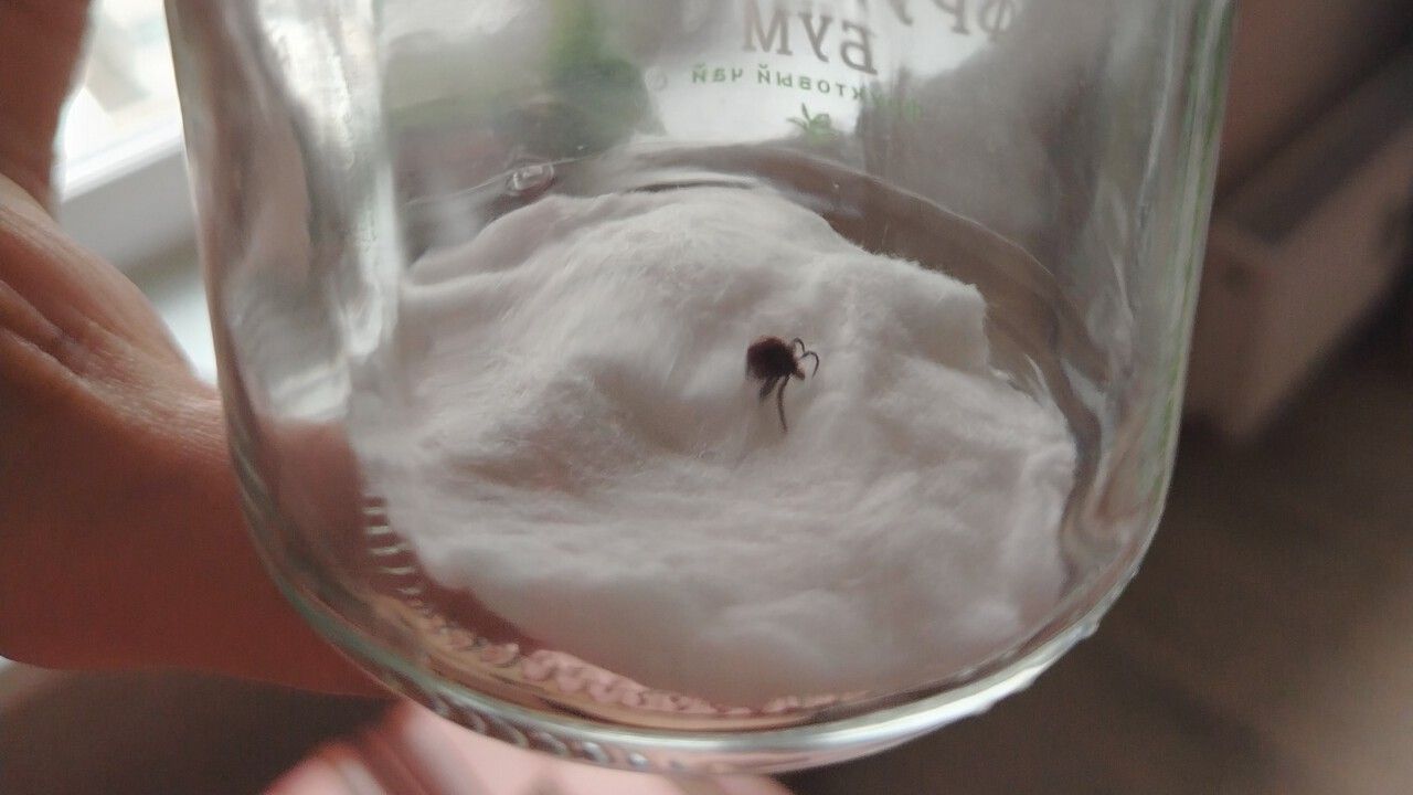 В Прикамье ребенка укусил клещ