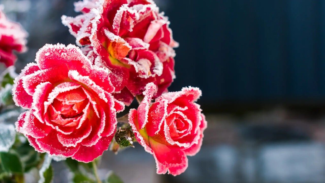 Рассказываем, как защитить садовые растения от грядущих морозов