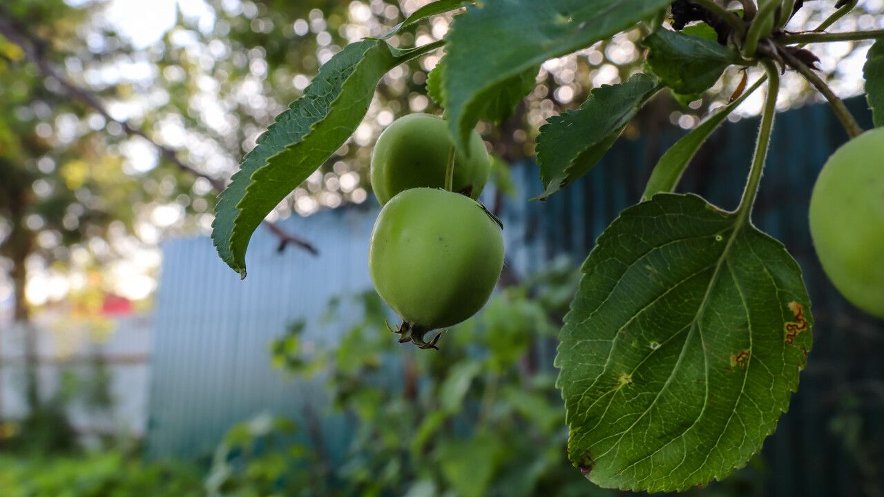 Во саду ли, в огороде… Какие работы ждут дачников в июне