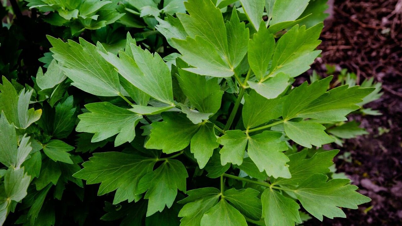 Какое растение радует своей витаминной зеленью самой ранней весной