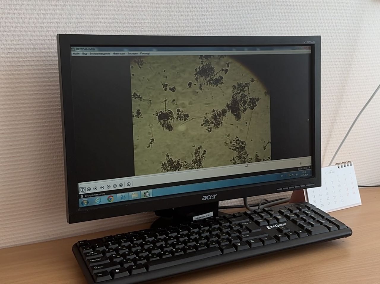 Активный ил под микроскопом