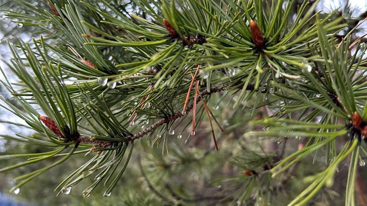 В Прикамье зафиксировали рекордное потепление