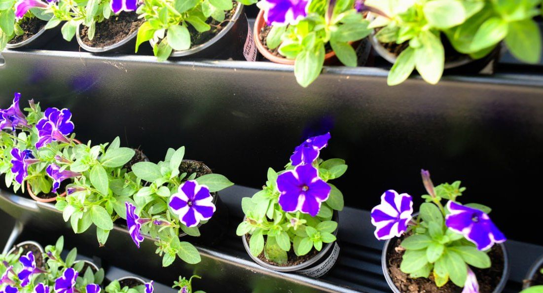 В Перми в этом сезоне впервые высадят астры и космеи