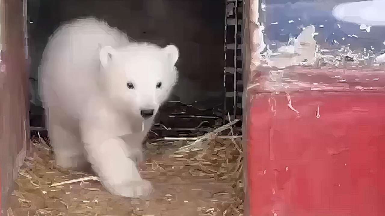 Пермский зоопарк выбирает имя для белого медвежонка