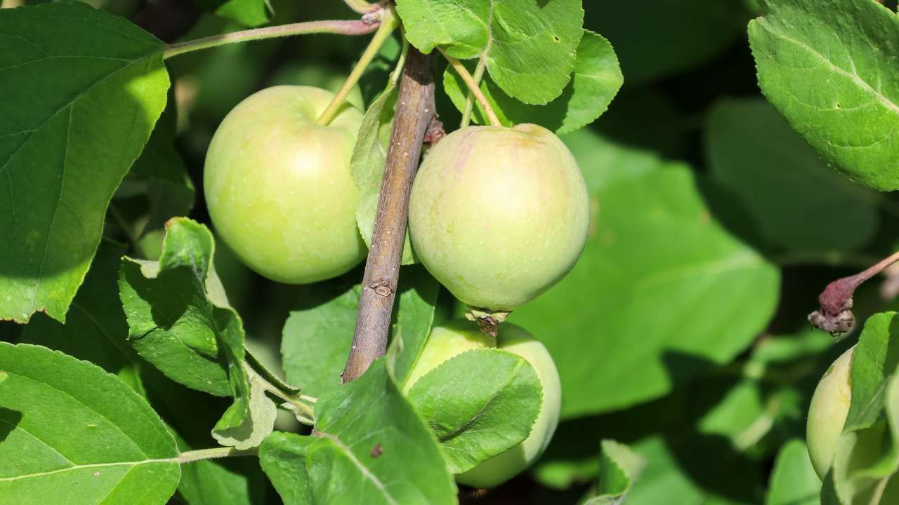 Режем, но не по живому. Как правильно формировать кроны плодовых растений