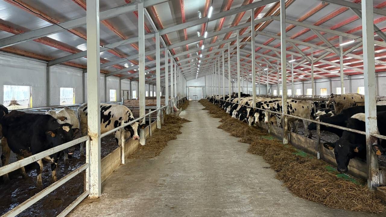 ​В Госветинспекции Прикамья опровергли фейк о необходимости маркировки скота буквами Z, O и V