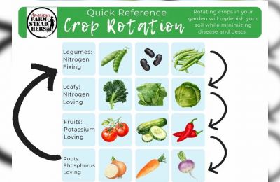 Февраль — время планировать урожаи на даче