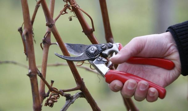 Почему грамотная осенняя обрезка плодовых растений — путь к высоким урожаям в будущем