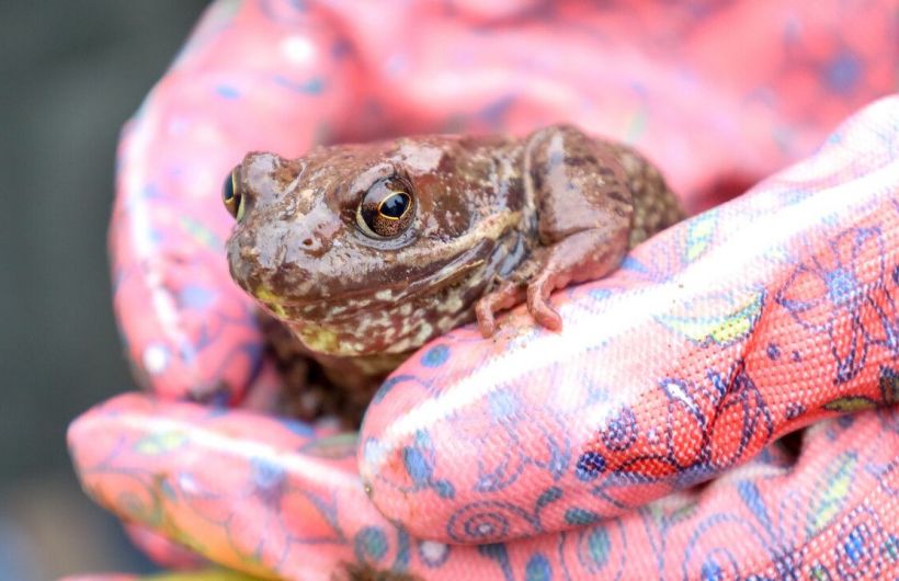 Как пермяки спасают серых жаб и зачем это нужно