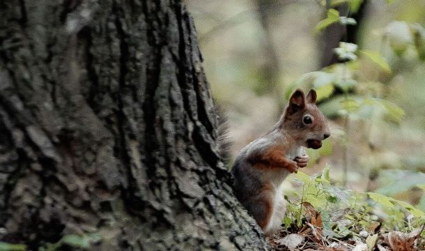 ​В Пермском крае планируют создать три новых ООПТ
