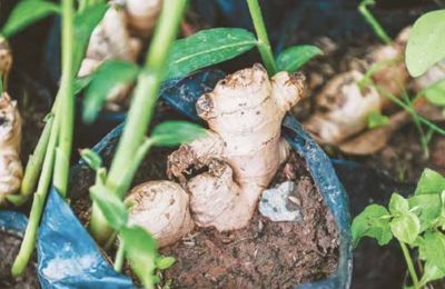 ​Это вы можете: как вырастить популярную специю дома