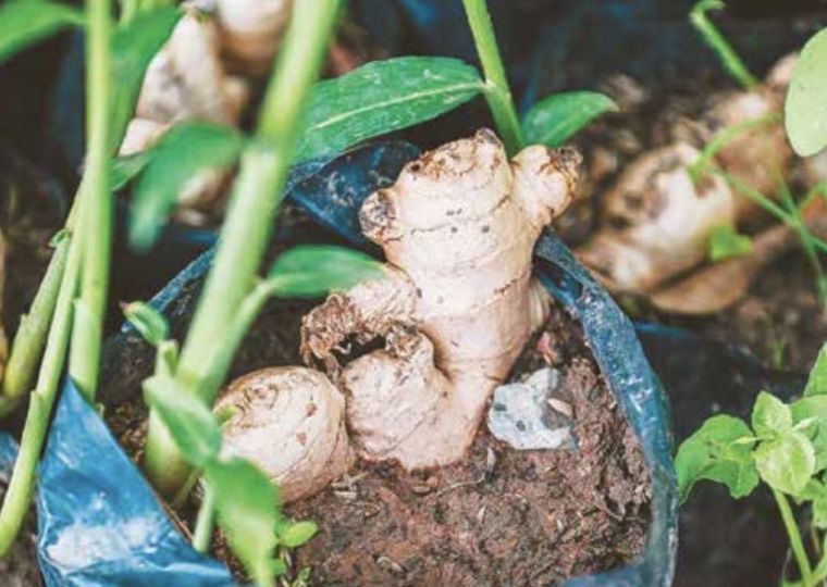 ​Это вы можете: как вырастить популярную специю дома