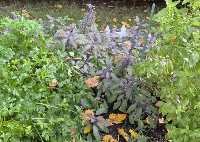 Какие садовые культуры растут на наших дачах сами