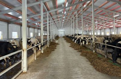 ​В Госветинспекции Прикамья опровергли фейк о необходимости маркировки скота буквами Z, O и V