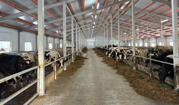 ​В Госветинспекции Прикамья опровергли фейк о необходимости маркировки скота буквами Z, O и V