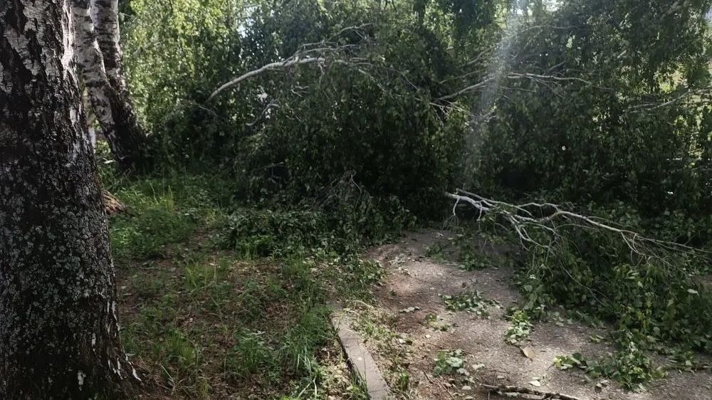 В Чайковском округе из-за упавшего дерева погиб подросток 