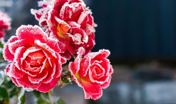 Рассказываем, как защитить садовые растения от грядущих морозов