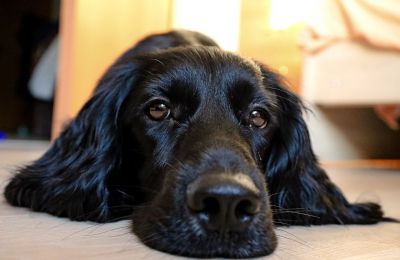 ​В Перми ветклиника нарушила правила утилизации биологических отходов и получила предостережение