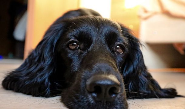 ​В Перми ветклиника нарушила правила утилизации биологических отходов и получила предостережение