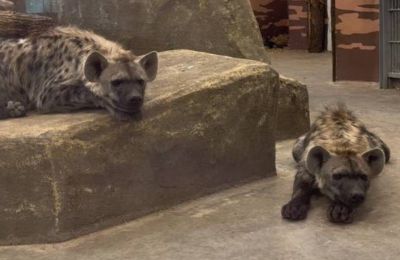 ​Прикамцам предлагают выбрать имена для редких гиен, поселившихся в Пермском зоопарке