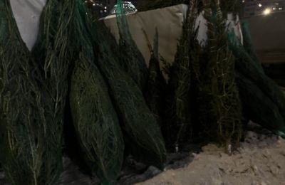 ​Пермский край почти втрое увеличил экспорт веток хвойных пород в Беларусь и Казахстан