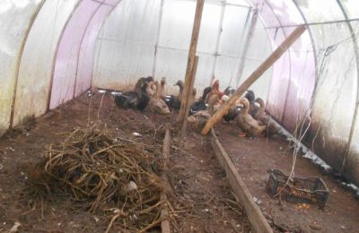 Разведение домашней птицы в Чусовом стало предметом судебного разбирательства