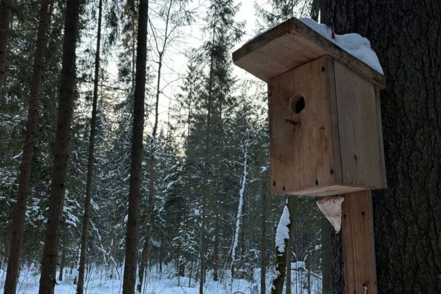 ​Аномальное потепление пришло в Прикамье