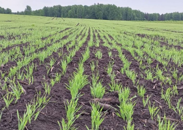 В Ординском округе к запуску готовится завод по производству витаминно-травяной муки