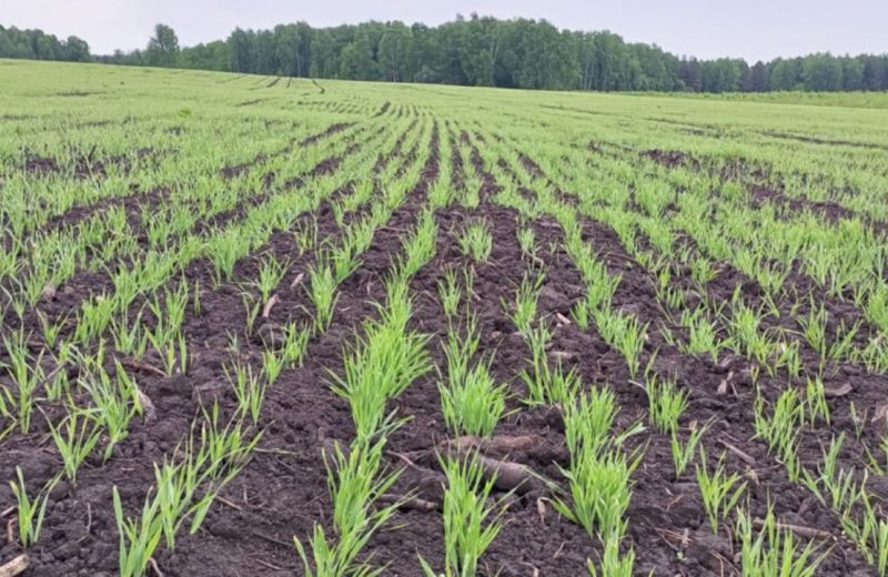 В Ординском округе к запуску готовится завод по производству витаминно-травяной муки