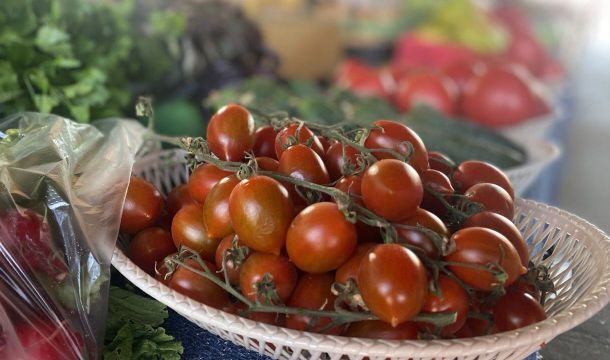 Как выбрать, какие помидоры посадить на огороде