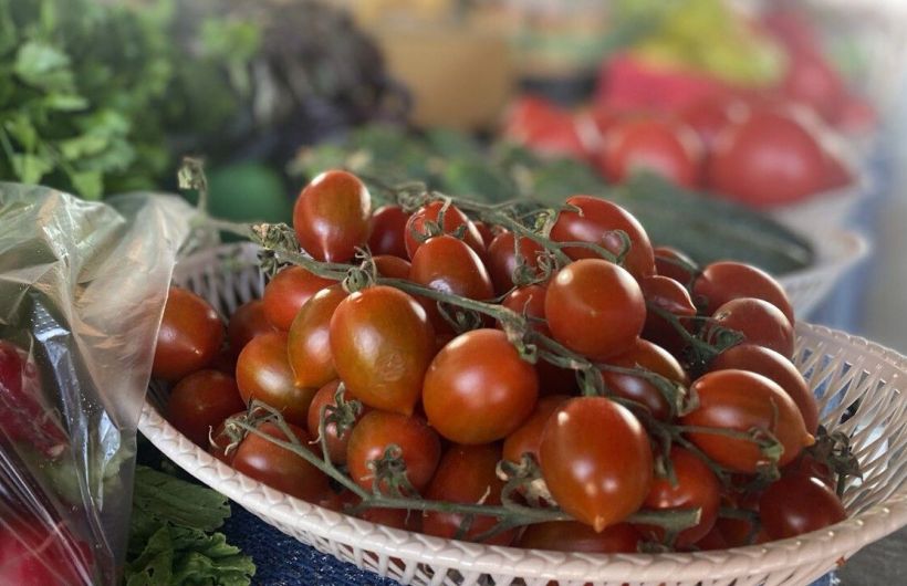 Как выбрать, какие помидоры посадить на огороде