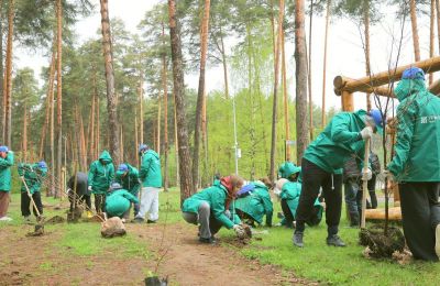 В Черняевском лесу Перми высажено 100 цветущих деревьев