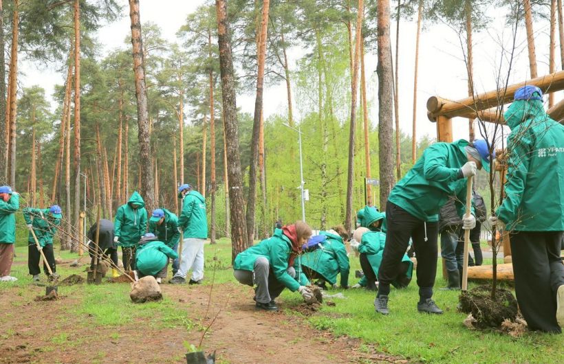 В Черняевском лесу Перми высажено 100 цветущих деревьев