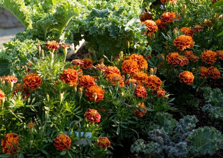 Что надо знать цветоводу в конце сезона