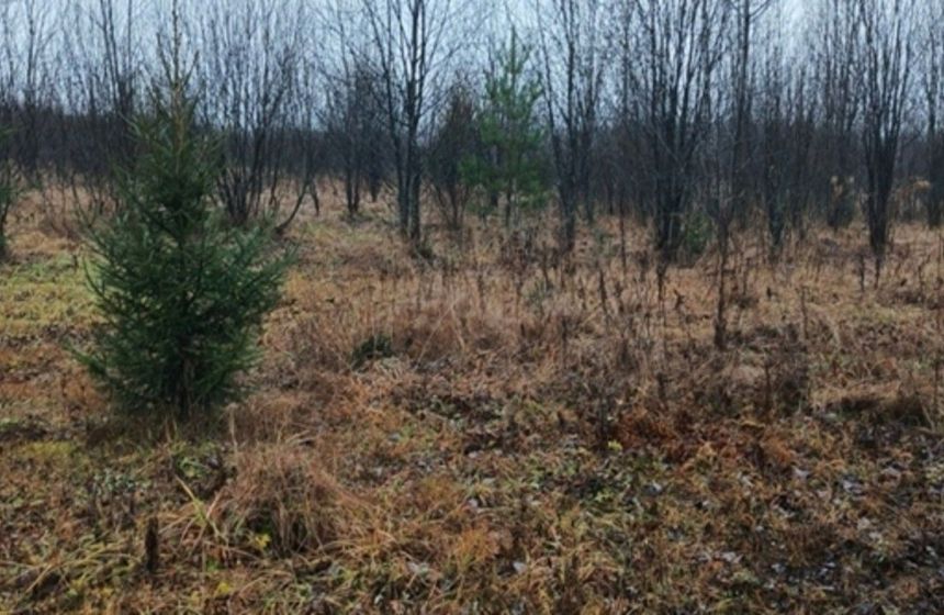 ​В Пермском округе выявили зарастание 484 гектаров сельхозземель