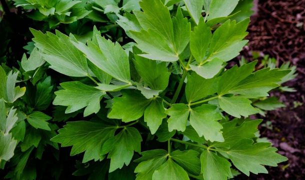 Какое растение радует своей витаминной зеленью самой ранней весной