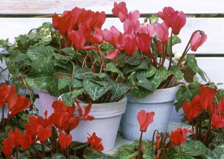 Позвольте представить: капризный прекрасный цикламен