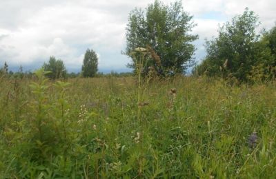 У жительницы Прикамья изъяли заброшенный сельхозучасток за нарушения