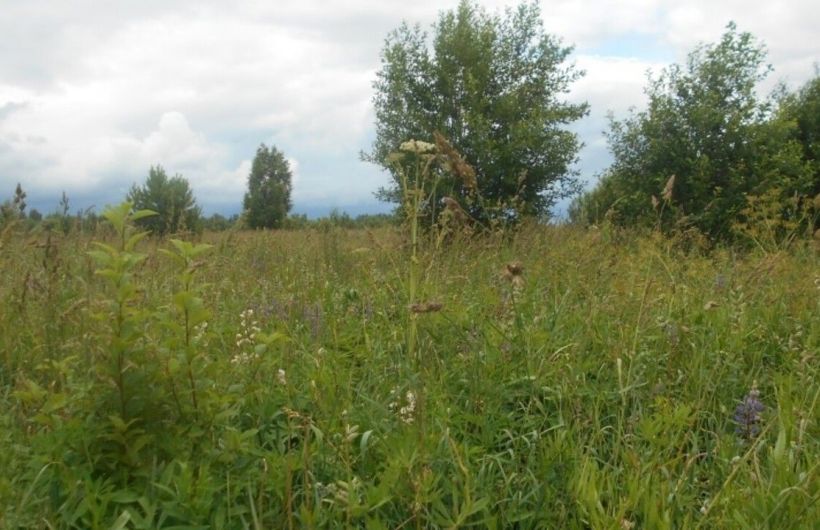 У жительницы Прикамья изъяли заброшенный сельхозучасток за нарушения