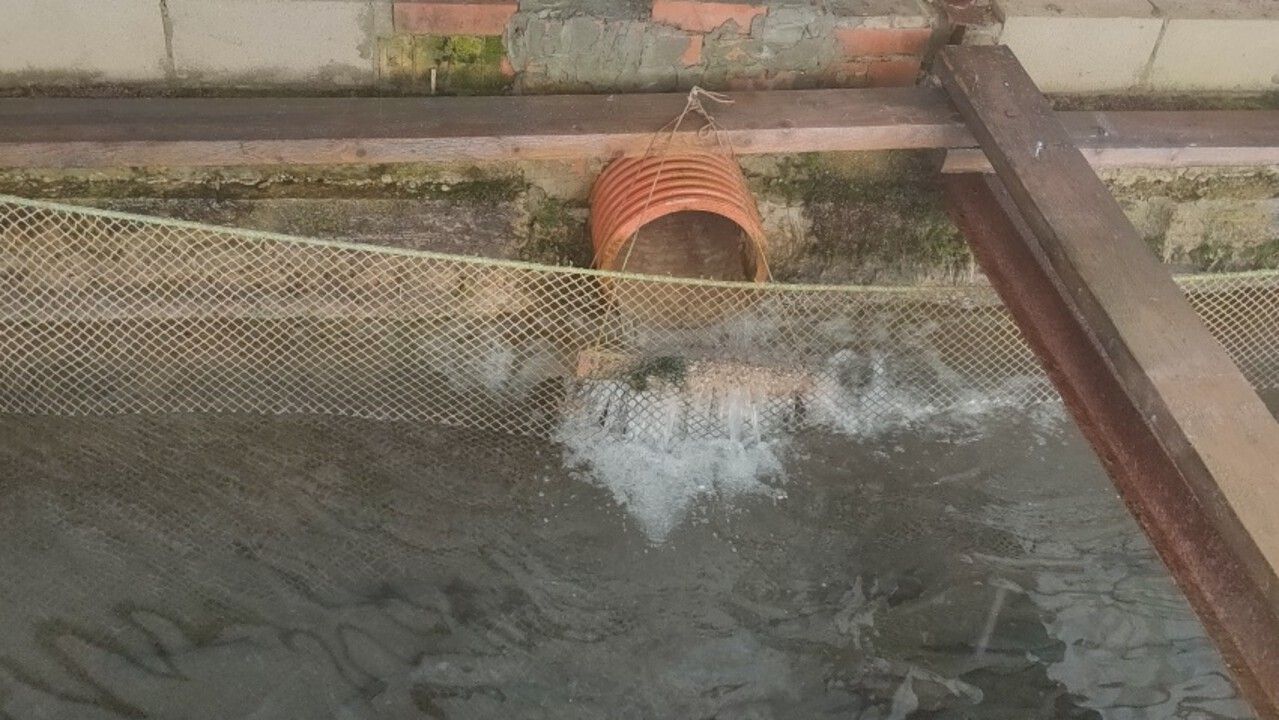 В Прикамье предприниматель оштрафован за нарушения при разведении форели в искусственных водоемах