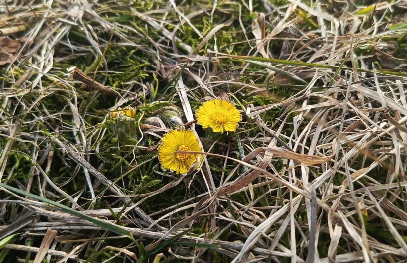​До 18 градусов тепла ожидается в Прикамье на этой неделе